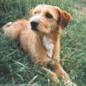 Photo de Griffon fauve de bretagne