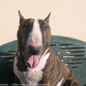 Photo de Bull terrier miniature