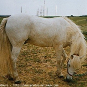 Photo de Camargue