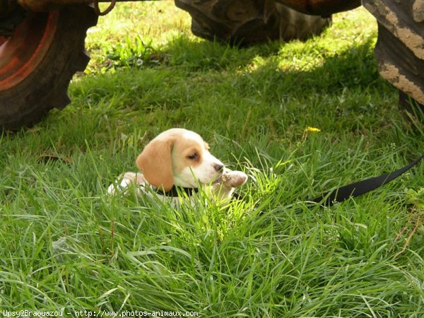 Photo de Beagle