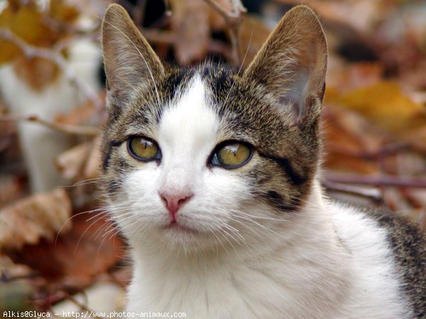 Photo de Chat domestique