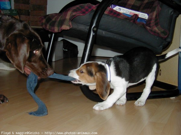 Photo de Beagle