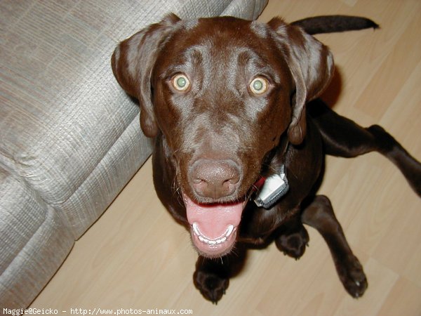 Photo de Labrador retriever