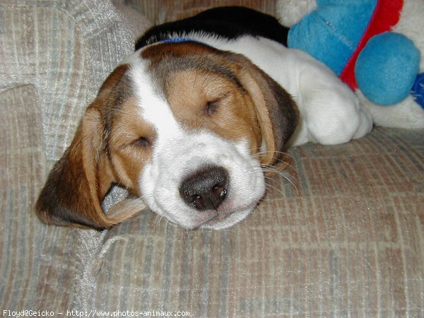 Photo de Beagle