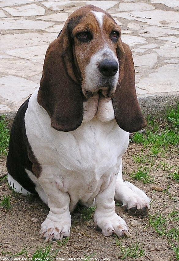 Photo de Basset hound