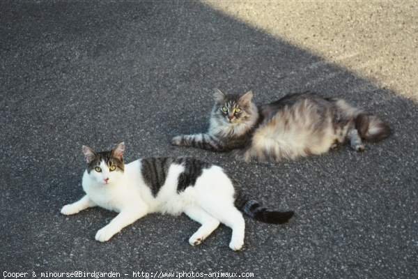 Photo de Chat domestique