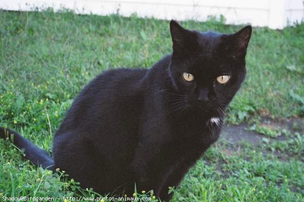 Photo de Chat domestique