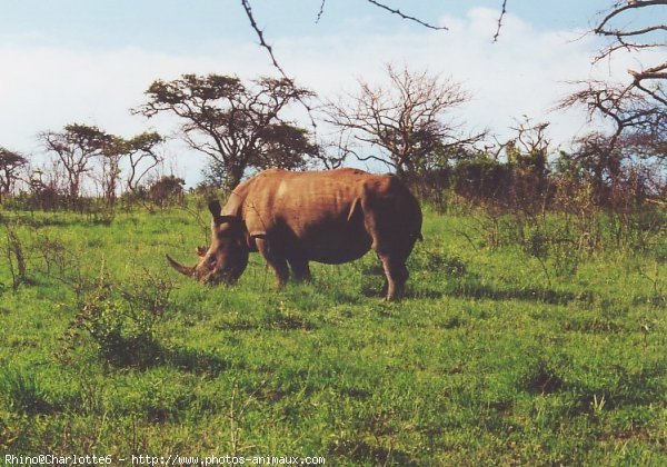 Photo de Rhinocros