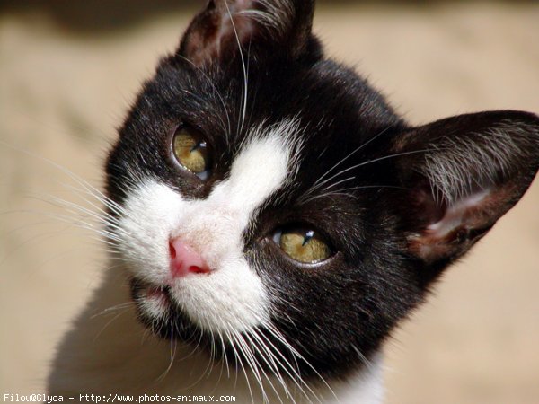 Photo de Chat domestique