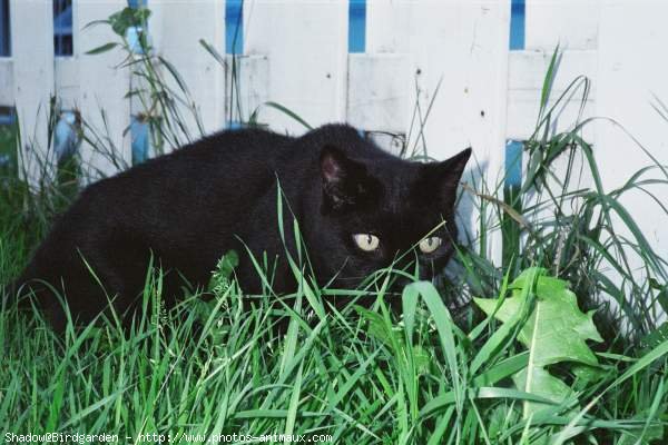 Photo de Chat domestique