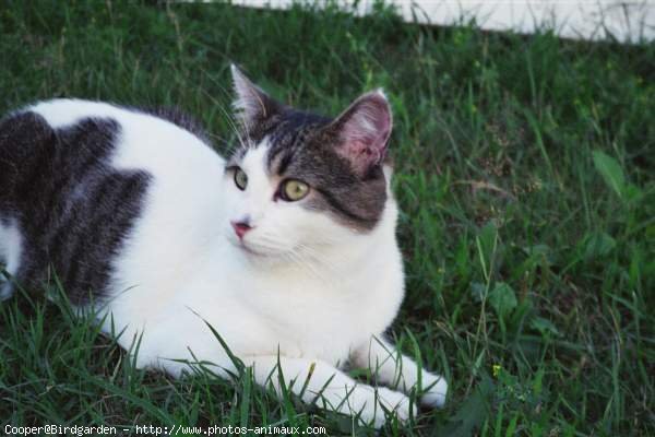 Photo de Chat domestique