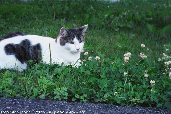 Photo de Chat domestique