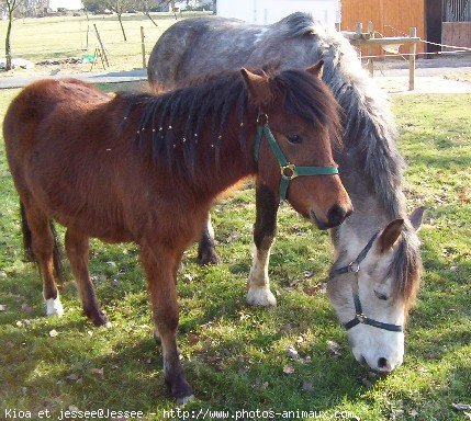 Photo de Races diffrentes