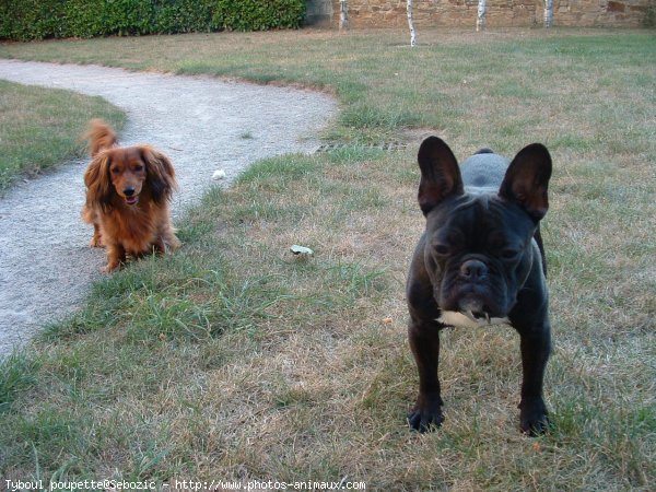 Photo de Races diffrentes