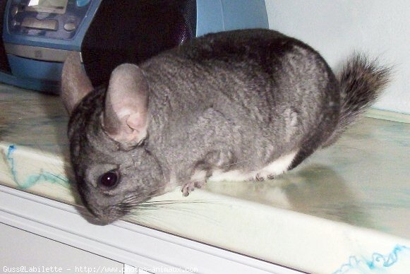 Photo de Chinchilla