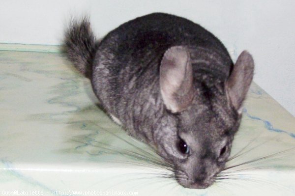 Photo de Chinchilla