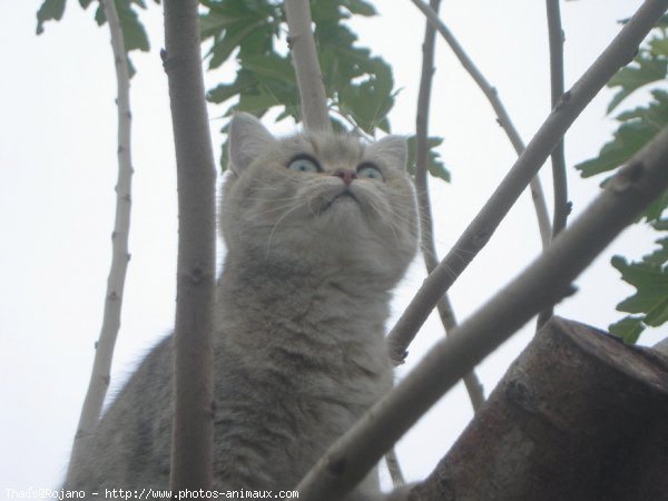 Photo de British shorthair