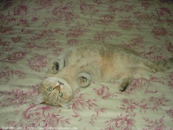 Photo de British shorthair