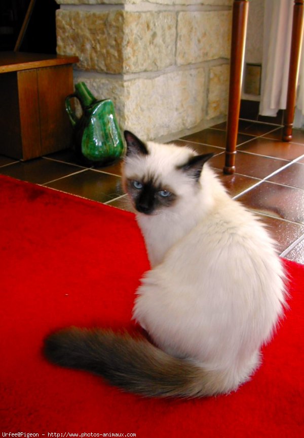 Photo de Sacr de birmanie