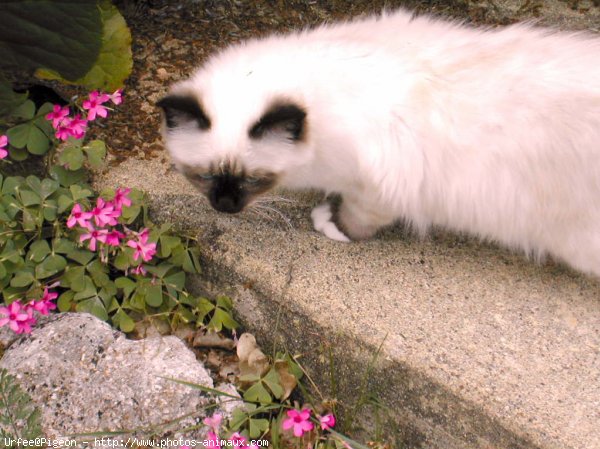 Photo de Sacr de birmanie