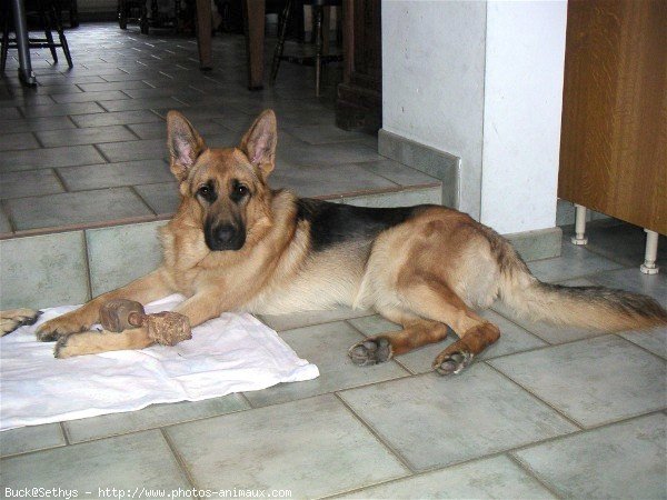 Photo de Berger allemand  poil court