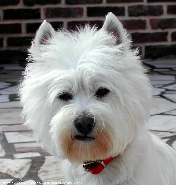 Photo de West highland white terrier