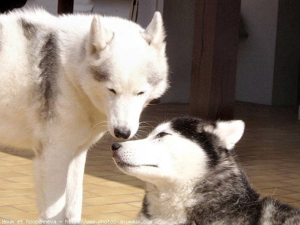 Photo de Husky siberien