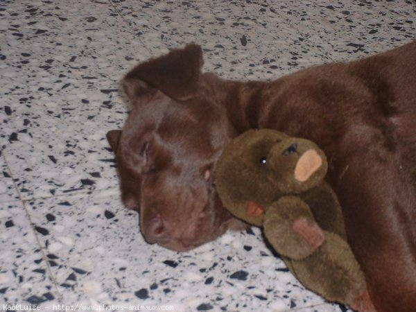 Photo de Labrador retriever