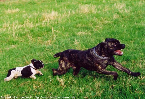 Photo de Bouledogue franais