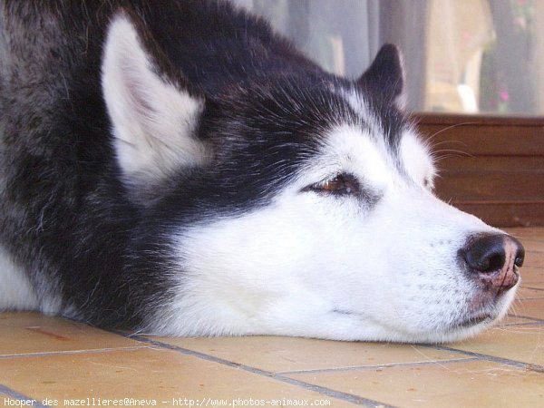 Photo de Husky siberien