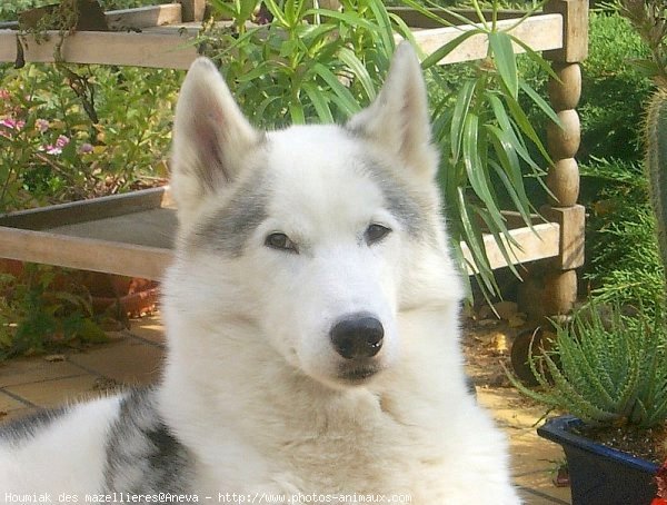 Photo de Husky siberien