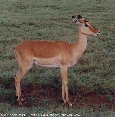 Photo d'Antilope