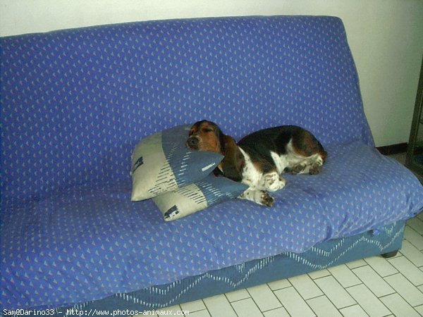 Photo de Basset hound