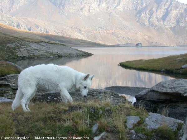 Photo de Berger blanc suisse