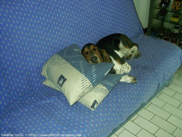 Photo de Basset hound