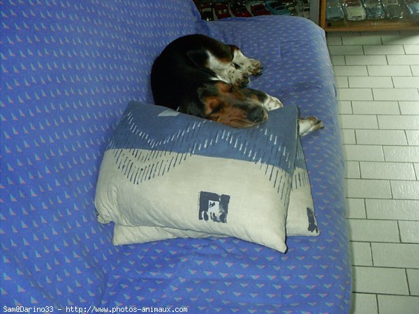 Photo de Basset hound