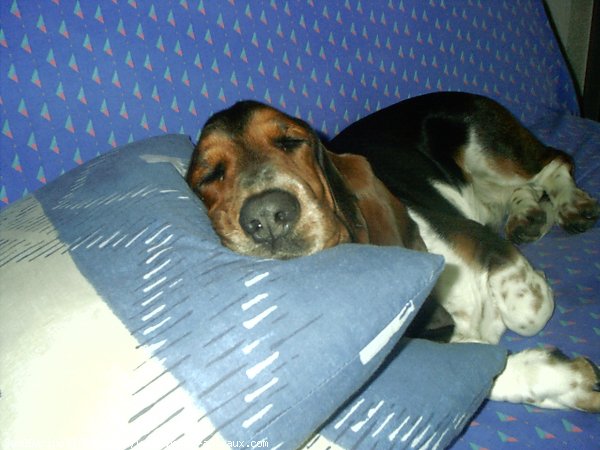 Photo de Basset hound