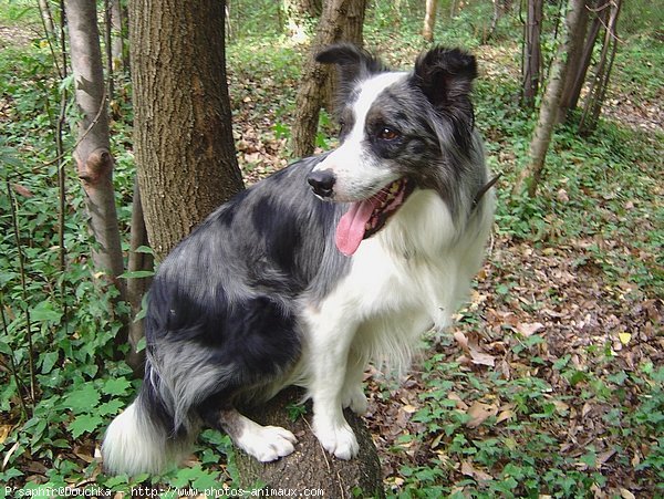 Photo de Border collie