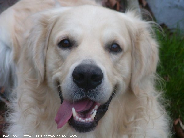 Photo de Golden retriever