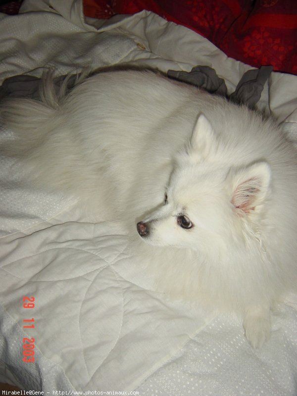 Photo de Spitz moyen