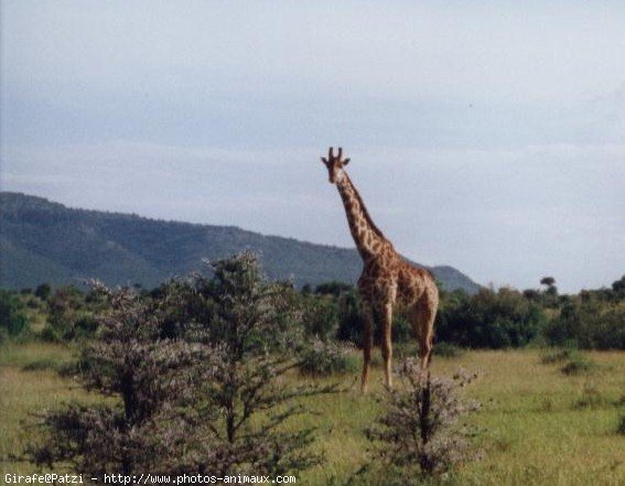 Photo de Girafe