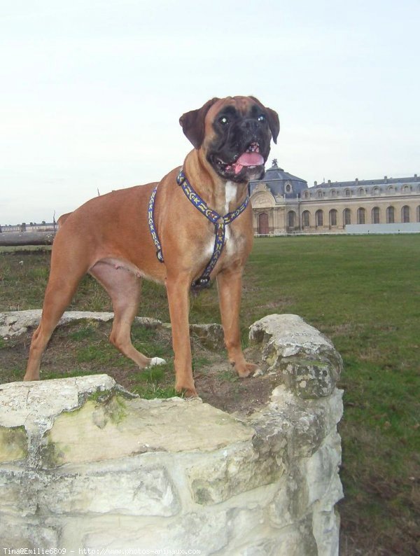 Photo de Boxer