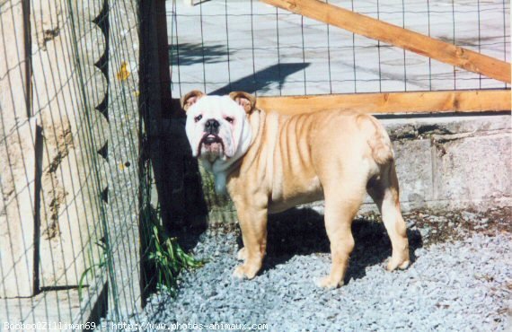 Photo de Bulldog