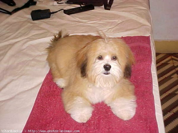 Photo de Lhassa apso