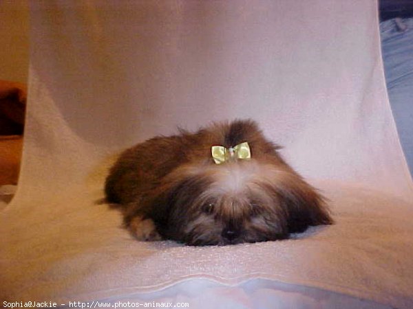 Photo de Lhassa apso