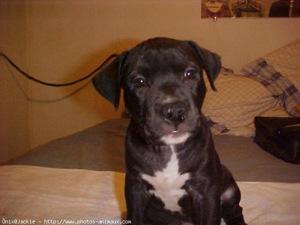 Photo d'American staffordshire terrier