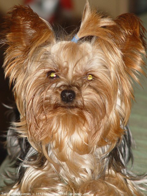 Photo de Yorkshire terrier