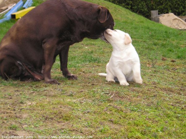 Photo de Labrador retriever