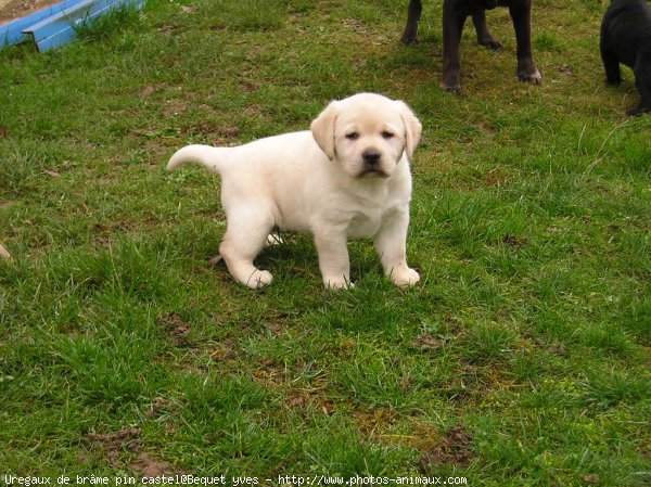 Photo de Labrador retriever