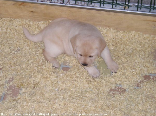 Photo de Labrador retriever